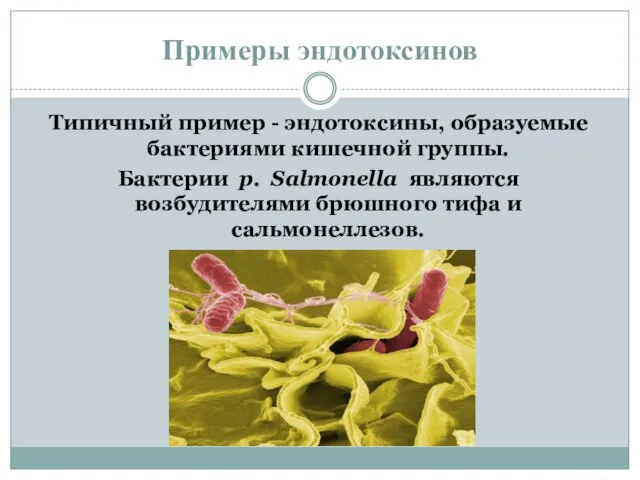 Примеры эндотоксинов Типичный пример - эндотоксины, образуемые бактериями кишечной группы. Бактерии