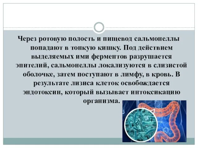 Через ротовую полость и пищевод сальмонеллы попадают в тонкую кишку. Под