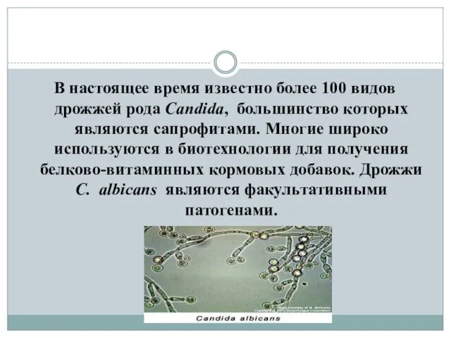 В настоящее время известно более 100 видов дрожжей рода Сапdida, большинство