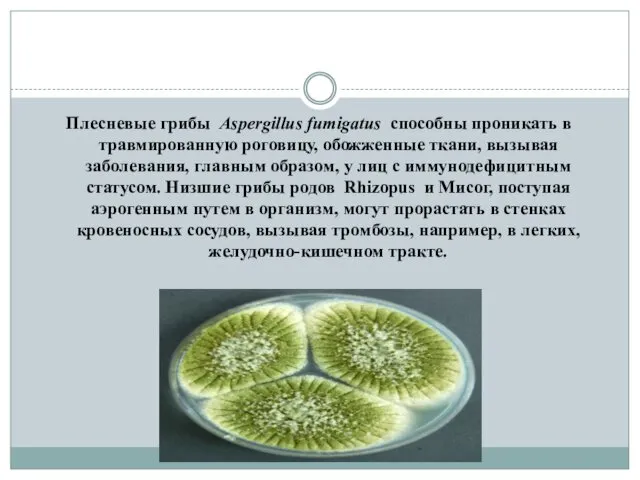 Плесневые грибы Aspergillus fumigatus способны проникать в травмированную роговицу, обожженные ткани,