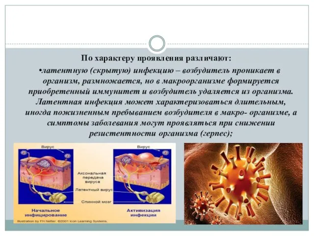 По характеру проявления различают: •латентную (скрытую) инфекцию – возбудитель проникает в