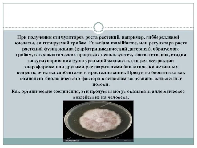 При получении стимуляторов роста растений, например, гибберелловой кислоты, синтезируемой грибом Fusarium