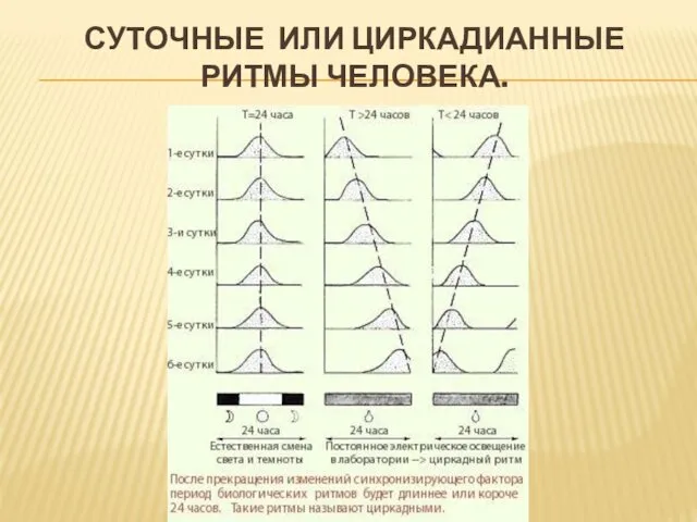 СУТОЧНЫЕ ИЛИ ЦИРКАДИАННЫЕ РИТМЫ ЧЕЛОВЕКА.