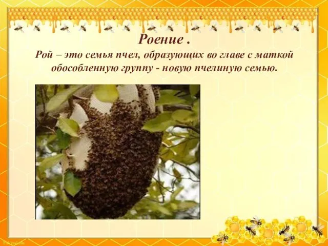 Роение . Рой – это семья пчел, образующих во главе с