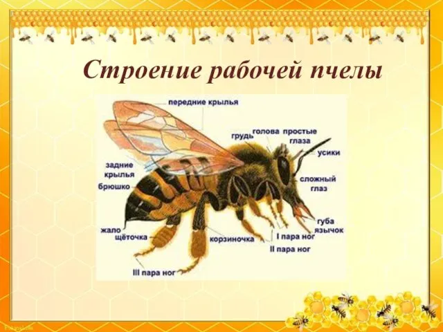 Строение рабочей пчелы
