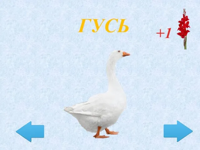 ГУСЬ +1