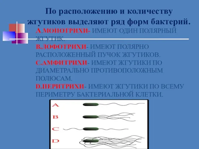 А.МОНОТРИХИ- ИМЕЮТ ОДИН ПОЛЯРНЫЙ ЖГУТИК. В.ЛОФОТРИХИ- ИМЕЮТ ПОЛЯРНО РАСПОЛОЖЕННЫЙ ПУЧОК ЖГУТИКОВ.