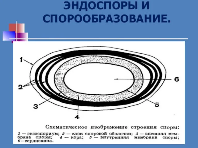 ЭНДОСПОРЫ И СПОРООБРАЗОВАНИЕ.