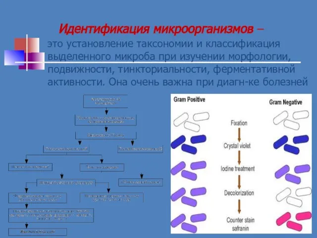 Идентификация микроорганизмов – это установление таксономии и классификация выделенного микроба при