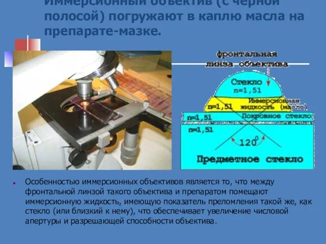 Иммерсионный объектив (с чёрной полосой) погружают в каплю масла на препарате-мазке.