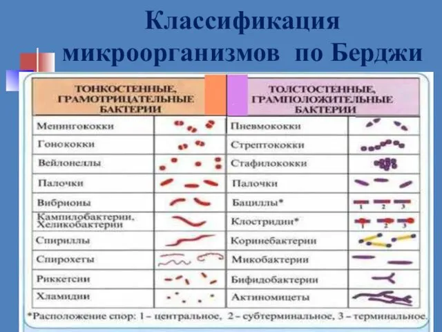 Классификация микроорганизмов по Берджи