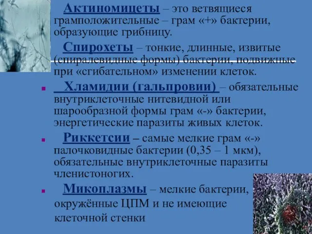 Актиномицеты – это ветвящиеся грамположительные – грам «+» бактерии, образующие грибницу.