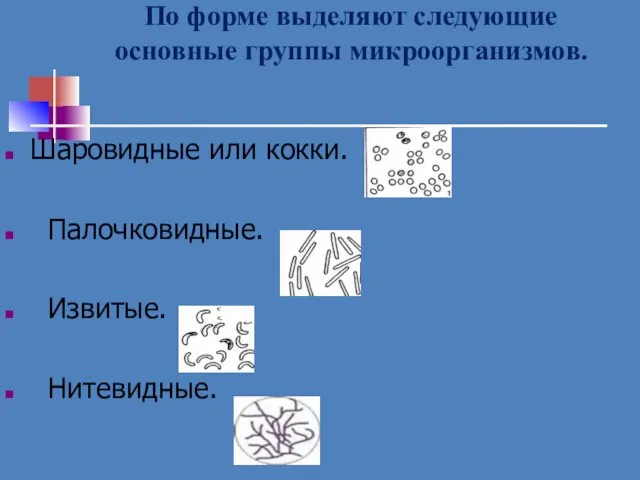 По форме выделяют следующие основные группы микроорганизмов. Шаровидные или кокки. Палочковидные. Извитые. Нитевидные.