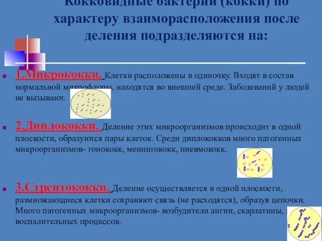 Кокковидные бактерии (кокки) по характеру взаиморасположения после деления подразделяются на: 1.Микрококки.