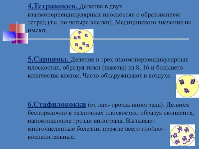 4.Тетракокки. Деление в двух взаимоперпендикулярных плоскостях с образованием тетрад (т.е. по