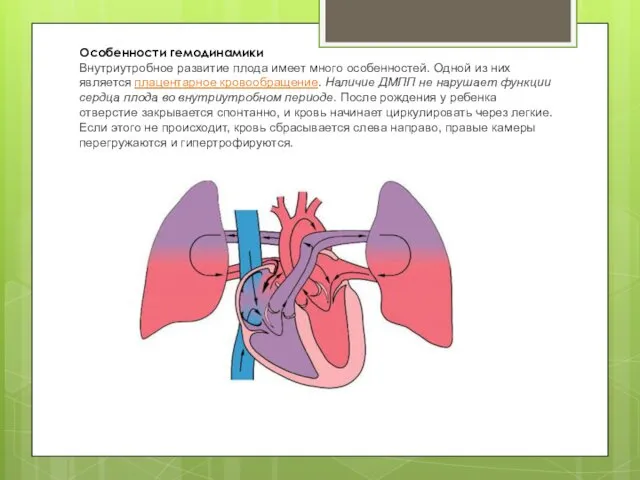 Особенности гемодинамики Внутриутробное развитие плода имеет много особенностей. Одной из них