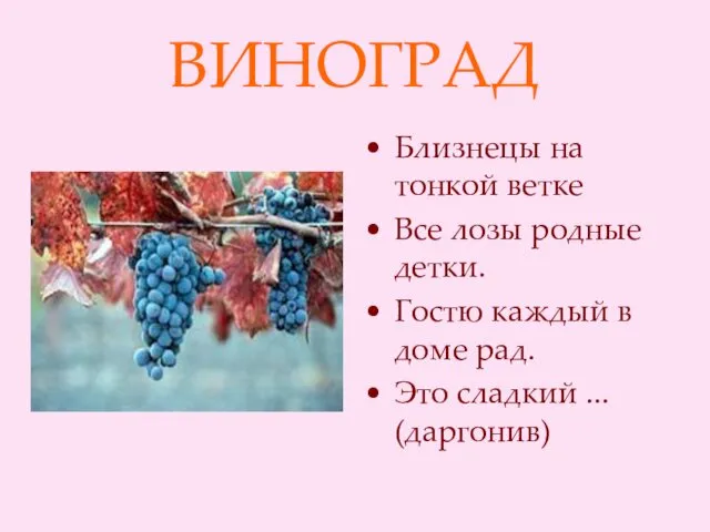 ВИНОГРАД Близнецы на тонкой ветке Все лозы родные детки. Гостю каждый