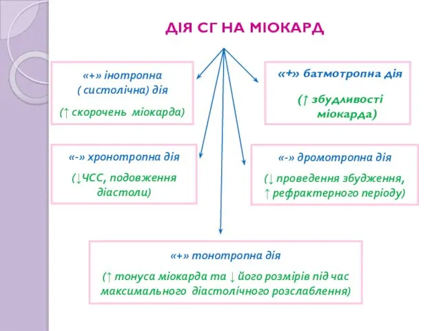 ДІЯ СГ НА МІОКАРД «+» батмотропна дія (↑ збудливості міокарда) «+»