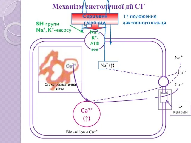 Механізм систолічної дії СГ Са2+ (↑) Вільні іони Са2+ SH-групи Na+,