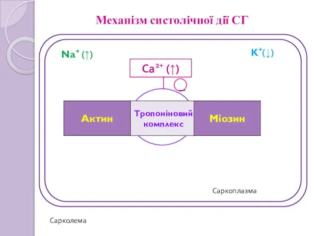 Механізм систолічної дії СГ Na+ (↑) K+(↓) Тропоніновий комплекс Актин Міозин Саркоплазма Сарколема