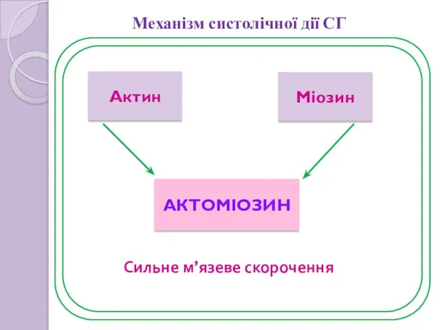 Механізм систолічної дії СГ Актин Міозин АКТОМІОЗИН Сильне м’язеве скорочення