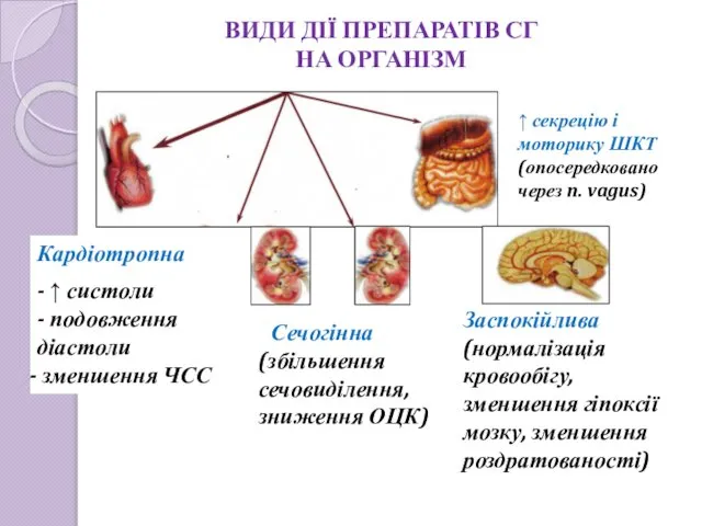 ВИДИ ДІЇ ПРЕПАРАТІВ СГ НА ОРГАНІЗМ Заспокійлива (нормалізація кровообігу, зменшення гіпоксії