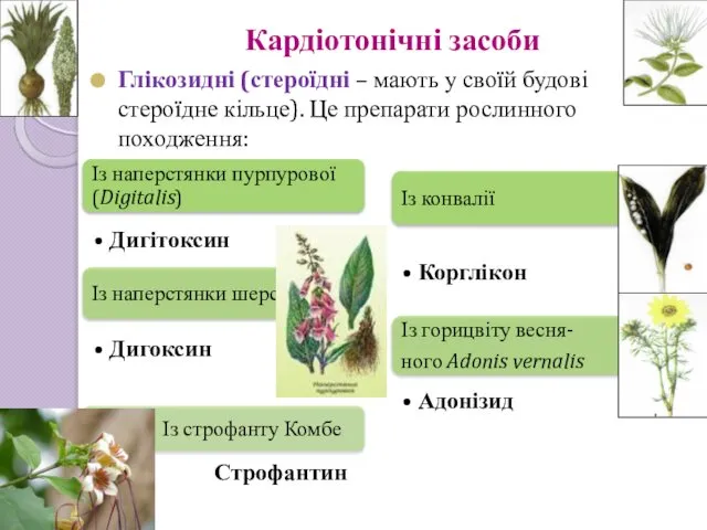 Кардіотонічні засоби Глікозидні (стероїдні – мають у своїй будові стероїдне кільце). Це препарати рослинного походження: