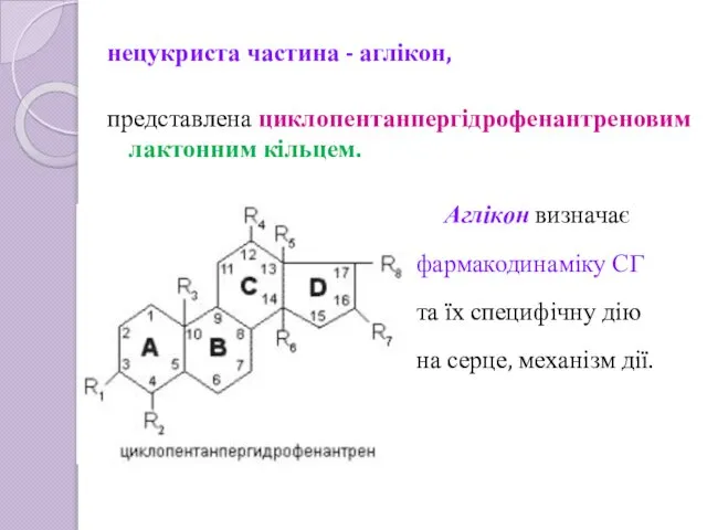 нецукриста частина - аглікон, представлена циклопентанпергідрофенантреновим лактонним кільцем. Аглікон визначає фармакодинаміку