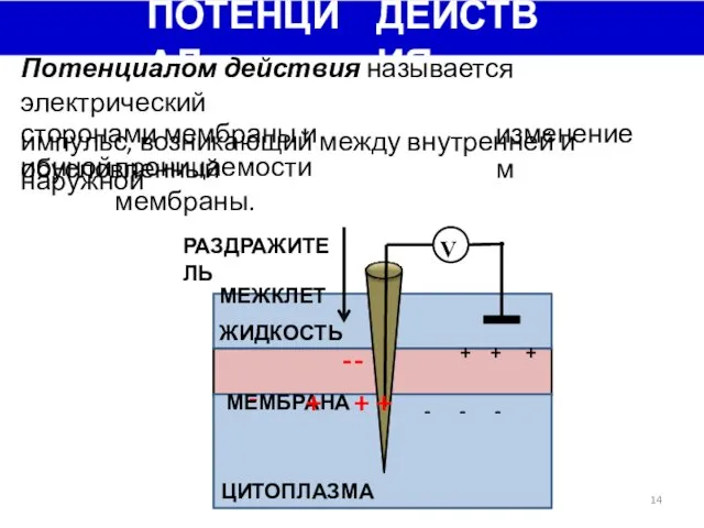 ПОТЕНЦИАЛ ДЕЙСТВИЯ Потенциалом действия называется электрический импульс, возникающий между внутренней и