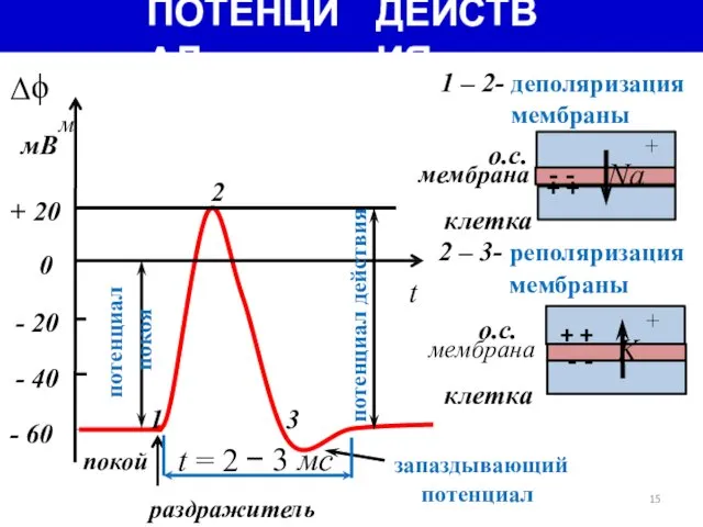 ПОТЕНЦИАЛ ДЕЙСТВИЯ 1 – 2- деполяризация мембраны Δϕ м мВ о.с.