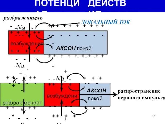 ПОТЕНЦИАЛ ДЕЙСТВИЯ раздражитель Na+ - - - - - - ЛОКАЛЬНЫЙ