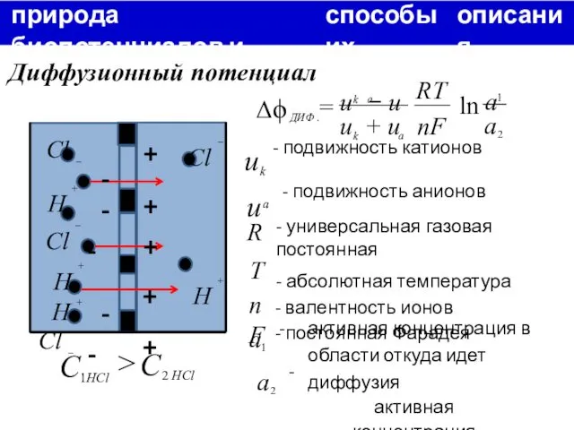 природа биопотенциалов и способы их описания Диффузионный потенциал a 1 u