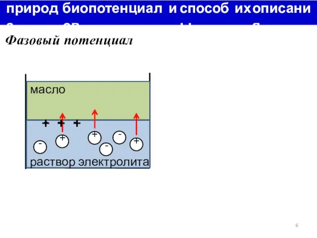 природа биопотенциалов и способы их описания Фазовый потенциал + - +