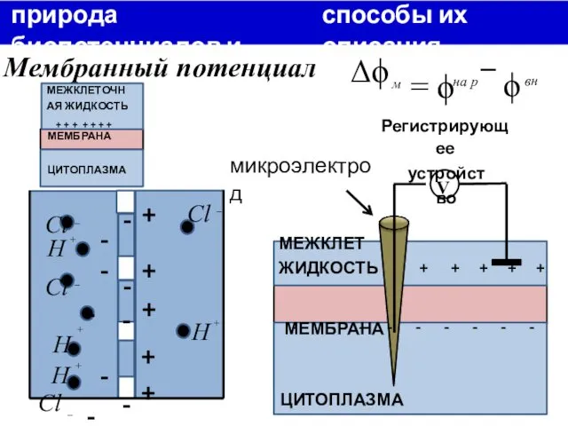 7 природа биопотенциалов и способы их описания ϕ вн = ϕ