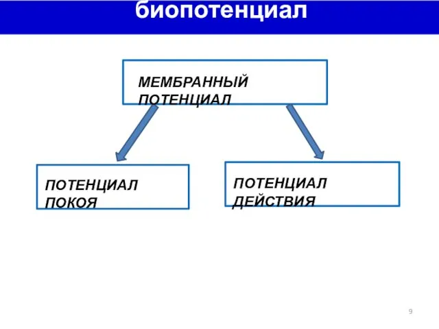 биопотенциалы 9 ПОТЕНЦИАЛ ПОКОЯ ПОТЕНЦИАЛ ДЕЙСТВИЯ МЕМБРАННЫЙ ПОТЕНЦИАЛ