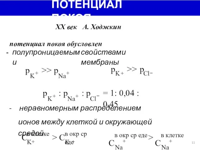 ПОТЕНЦИАЛ ПОКОЯ ХХ век А. Ходжкин потенциал покоя обусловлен - полупроницаемыми