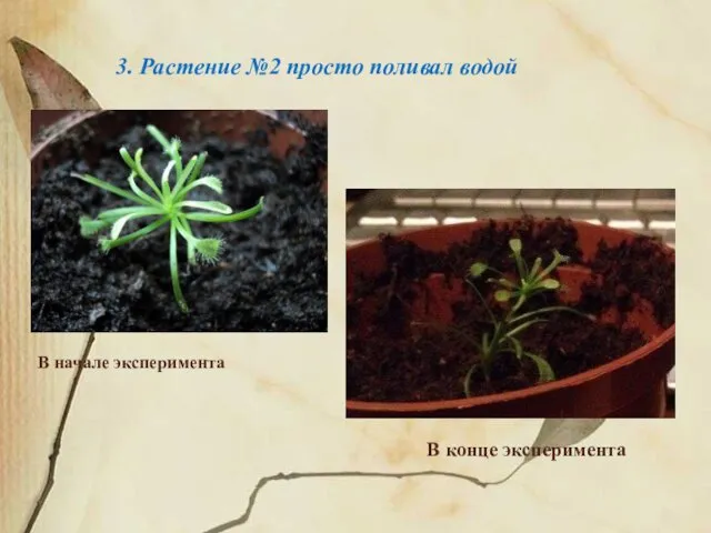 В начале эксперимента В конце эксперимента 3. Растение №2 просто поливал водой