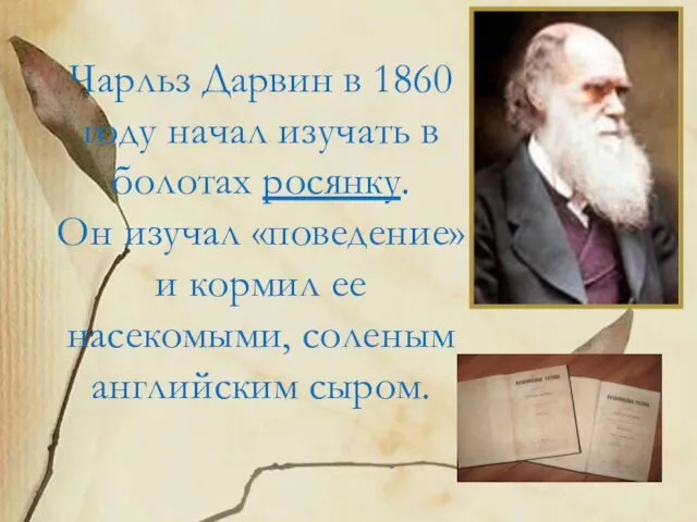 Чарльз Дарвин в 1860 году начал изучать в болотах росянку. Он