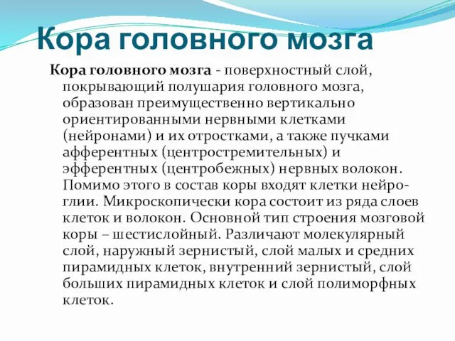 Кора головного мозга Кора головного мозга - поверхностный слой, покрывающий полушария