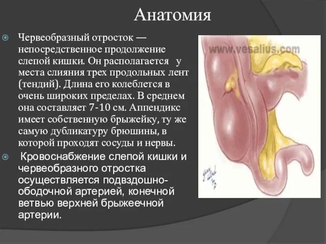 Анатомия Червеобразный отросток — непосредственное продолжение слепой кишки. Он располагается у