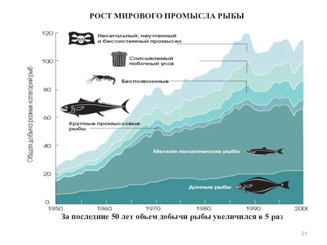 РОСТ МИРОВОГО ПРОМЫСЛА РЫБЫ За последние 50 лет объем добычи рыбы увеличился в 5 раз