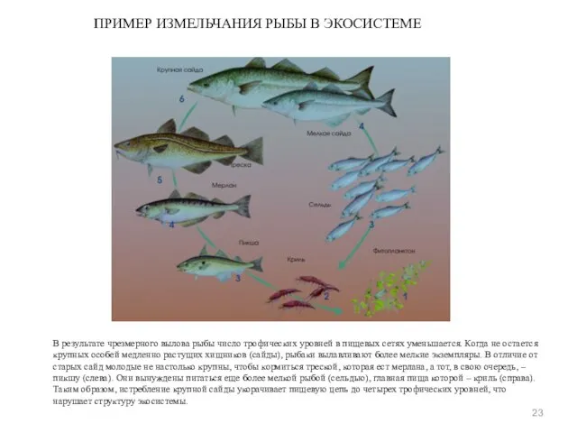 ПРИМЕР ИЗМЕЛЬЧАНИЯ РЫБЫ В ЭКОСИСТЕМЕ В результате чрезмерного вылова рыбы число