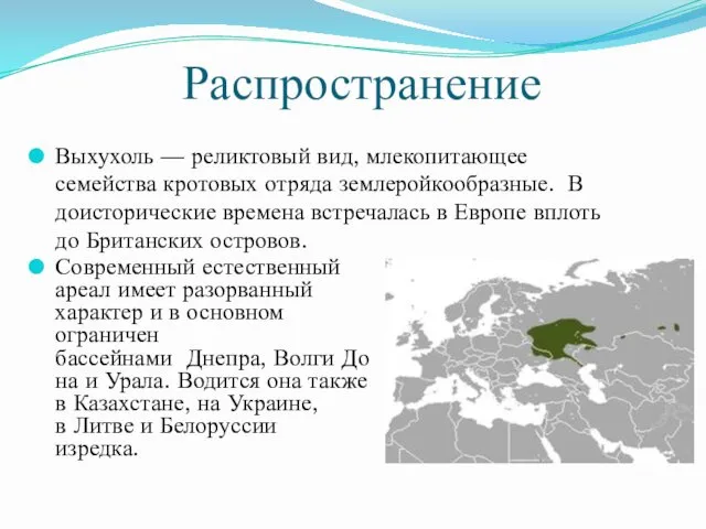 Распространение Выхухоль — реликтовый вид, млекопитающее семейства кротовых отряда землеройкообразные. В