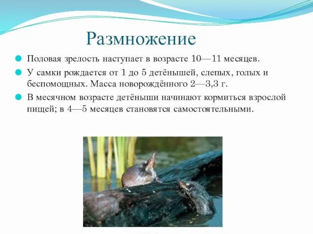 Размножение Половая зрелость наступает в возрасте 10—11 месяцев. У самки рождается