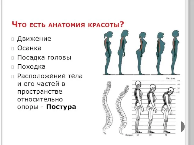 Что есть анатомия красоты? Движение Осанка Посадка головы Походка Расположение тела