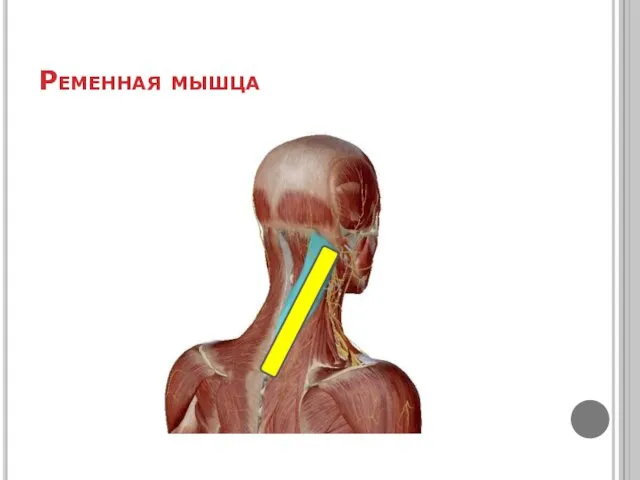 Ременная мышца