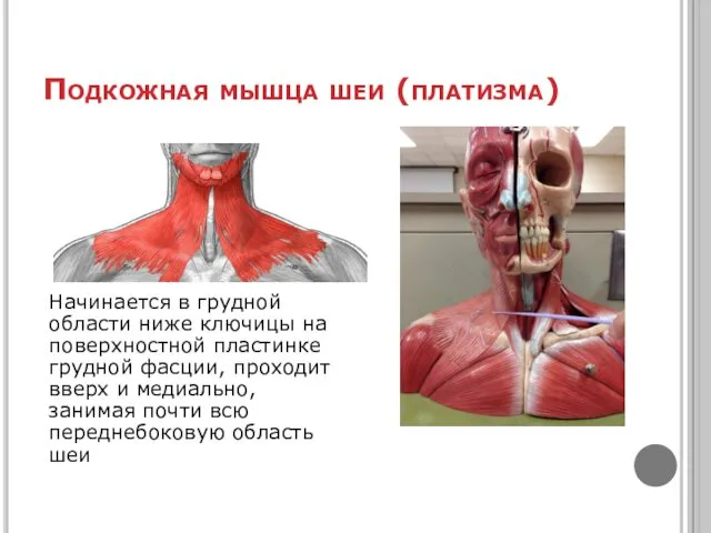 Подкожная мышца шеи (платизма) Начинается в грудной области ниже ключицы на