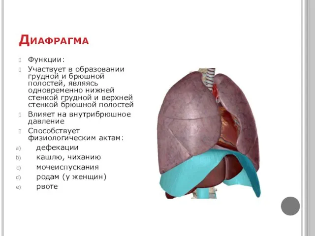 Диафрагма Функции: Участвует в образовании грудной и брюшной полостей, являясь одновременно