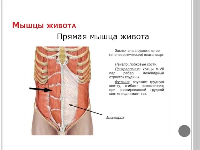 Мышцы живота Прямая мышца живота