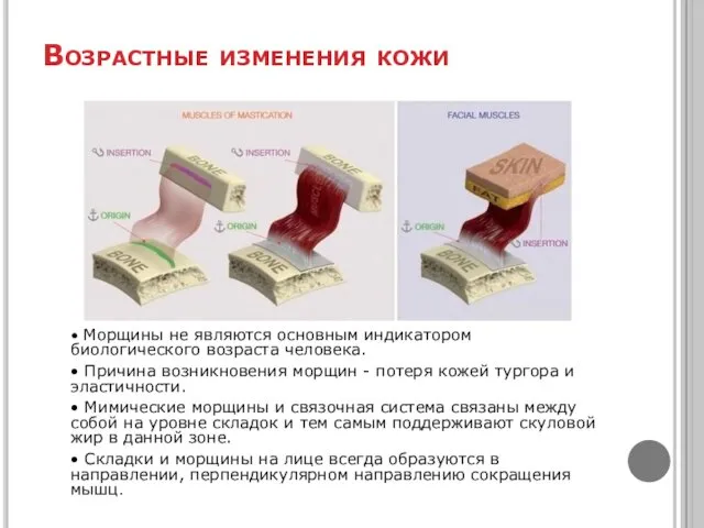 Возрастные изменения кожи • Морщины не являются основным индикатором биологического возраста